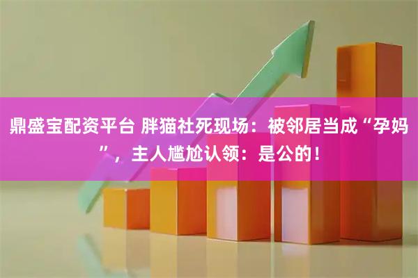 鼎盛宝配资平台 胖猫社死现场:被邻居当成“孕妈”,主人尴尬认领:是公的!