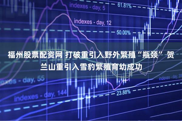 福州股票配资网 打破重引入野外繁殖“瓶颈” 贺兰山重引入雪豹繁殖育幼成功