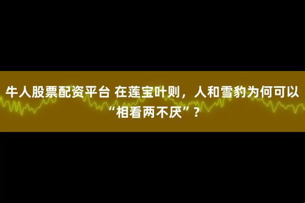 牛人股票配资平台 在莲宝叶则，人和雪豹为何可以“相看两不厌”？